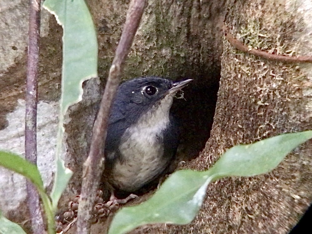 White-breasted Tapaculo - ML643212244