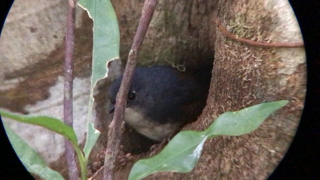 White-breasted Tapaculo - ML643212257