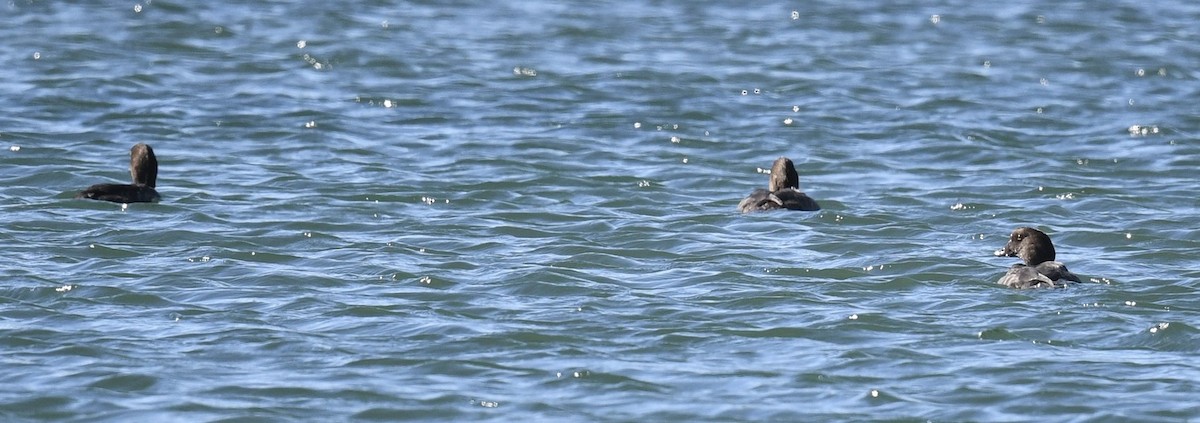 Common Goldeneye - ML643212291