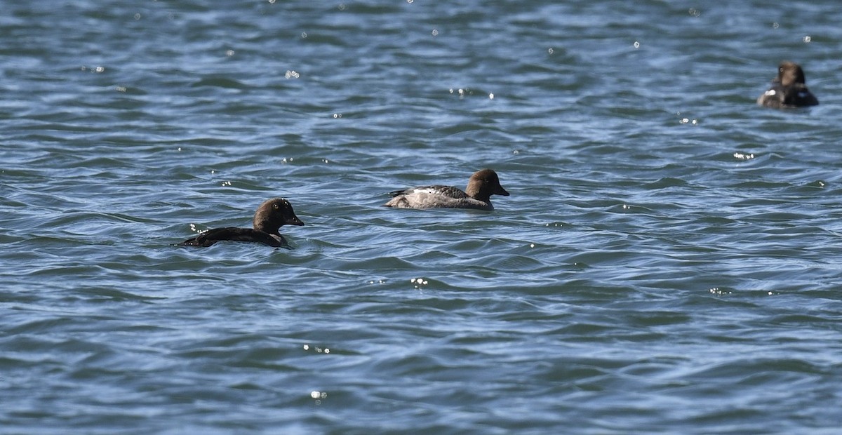 Common Goldeneye - ML643212292
