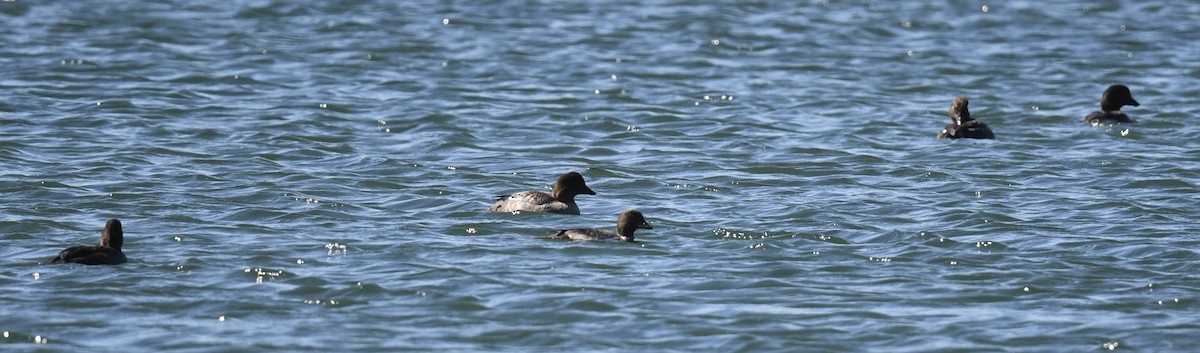 Common Goldeneye - ML643212293