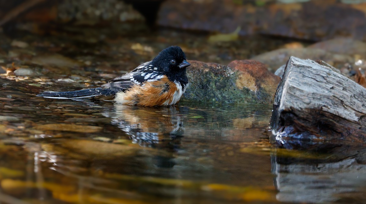 Spotted Towhee - ML643212319