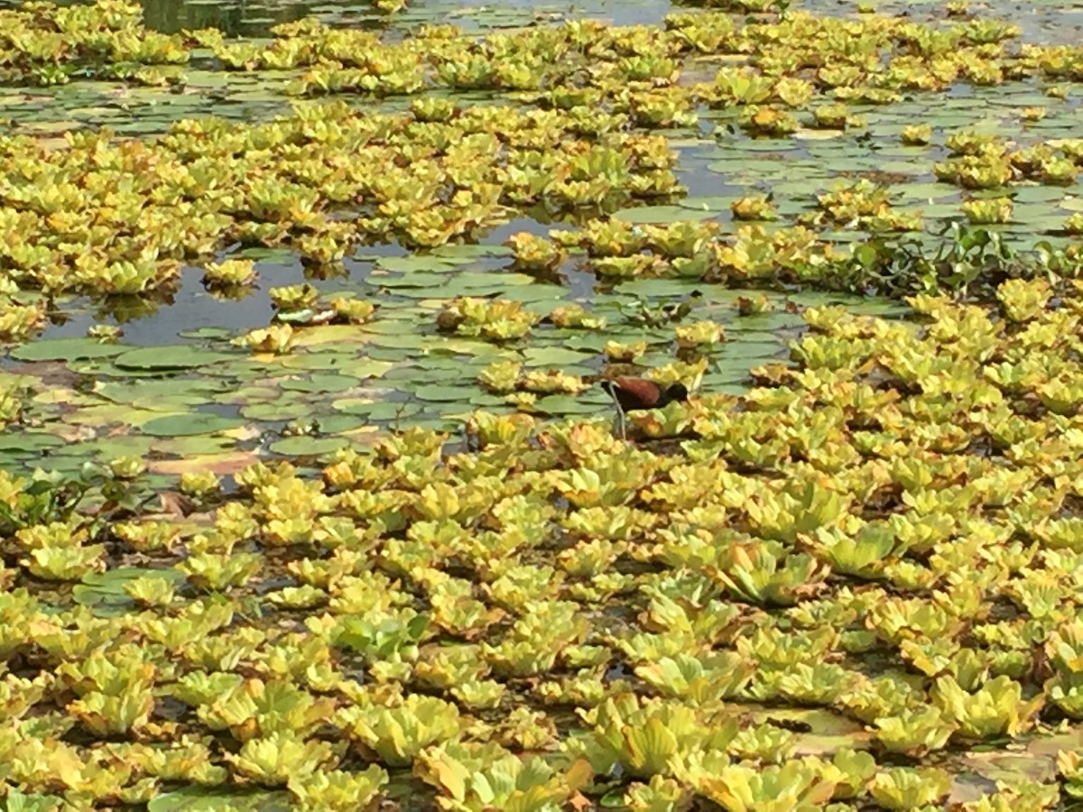 Northern Jacana - ML643212337