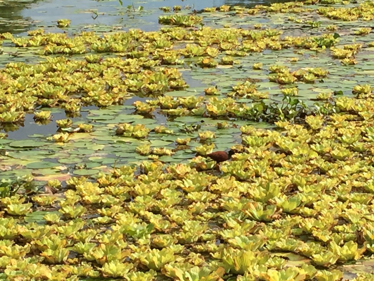 Northern Jacana - ML643212338