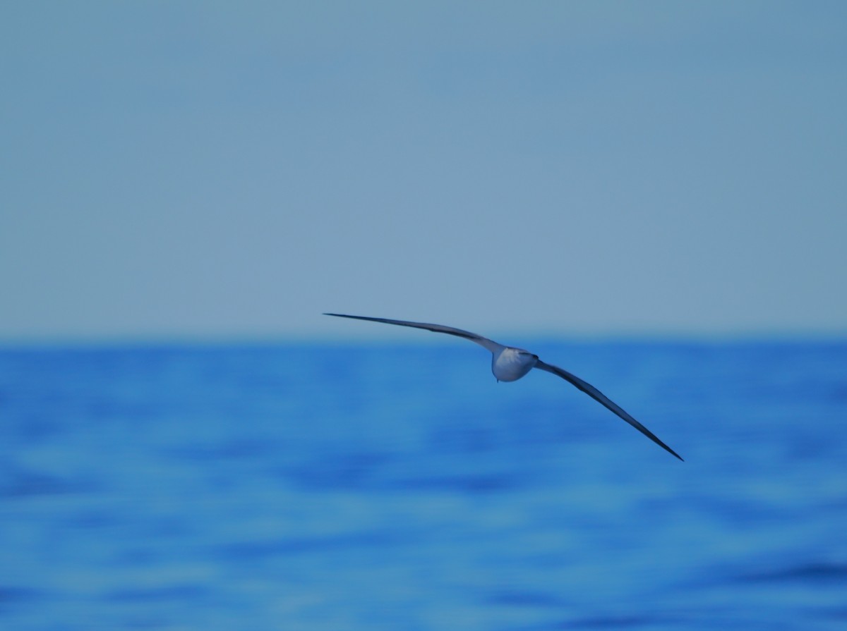 Black-winged Petrel - ML643212344
