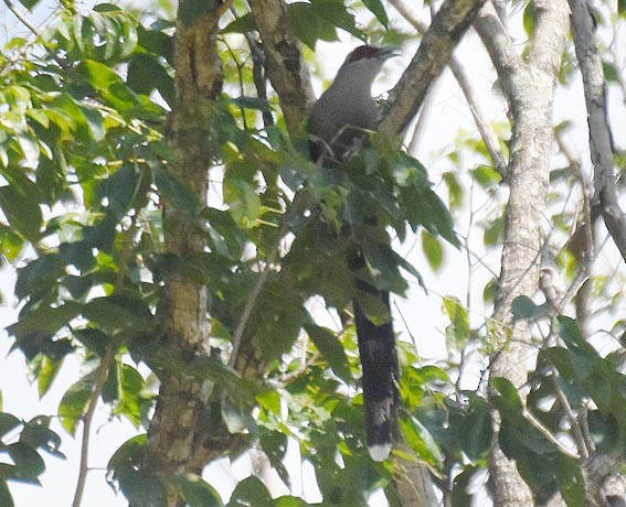 Green-billed Malkoha - ML643212362