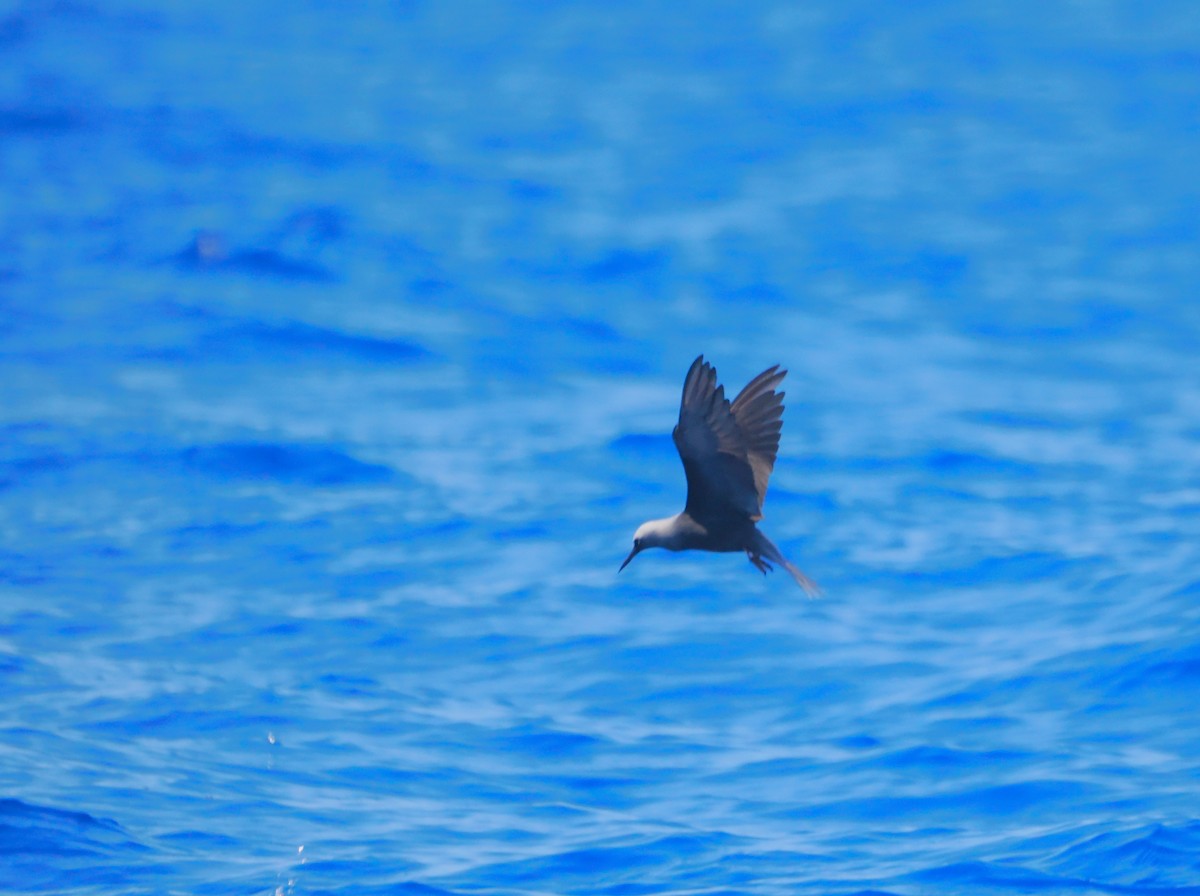 Black Noddy - ML643212363