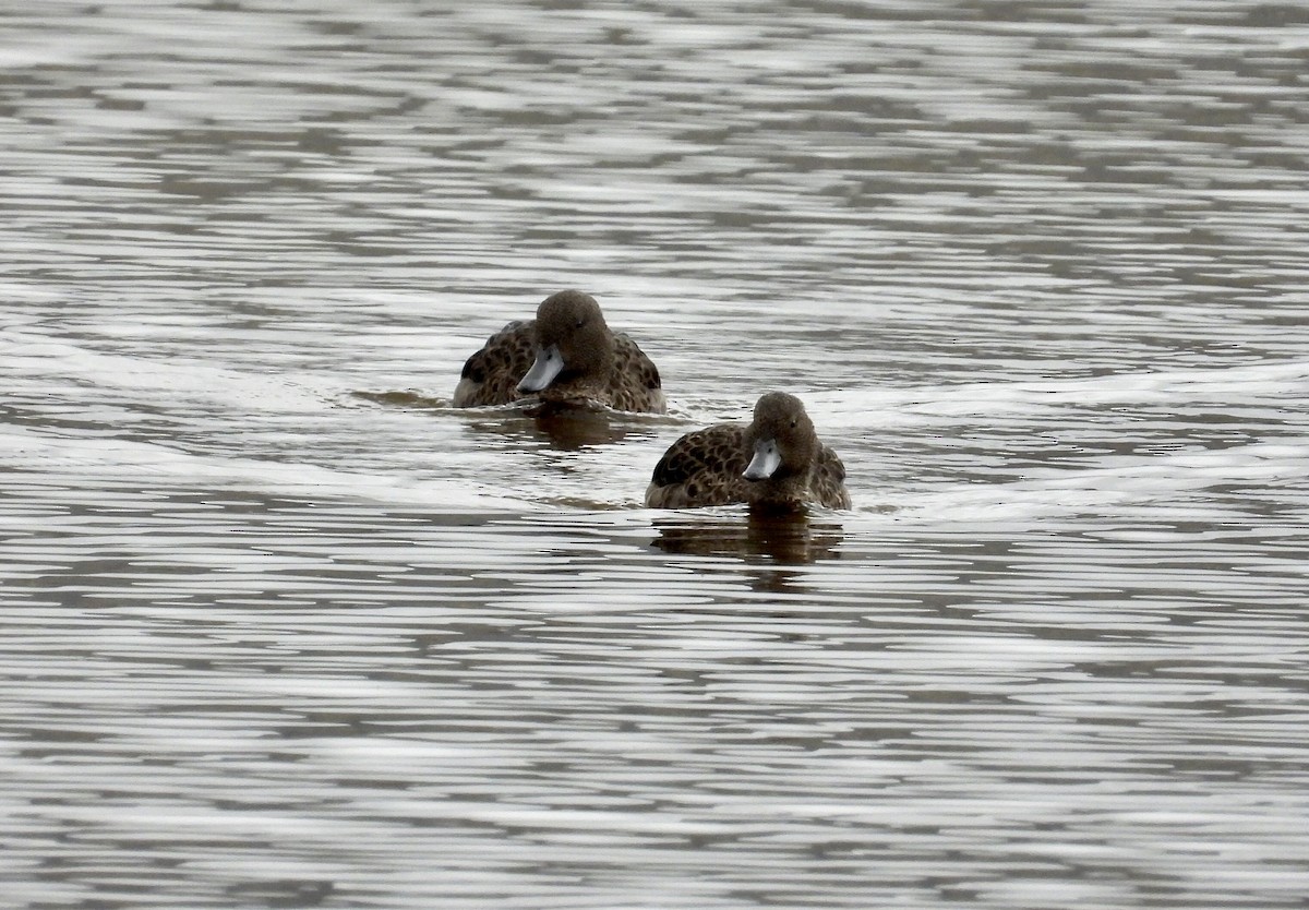Andean Teal - ML643212366