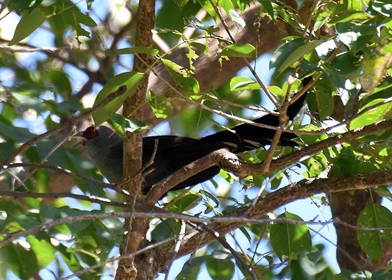 Green-billed Malkoha - ML643212374