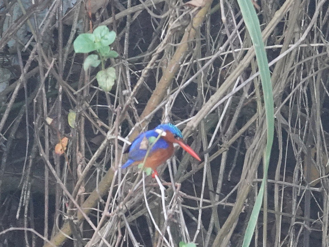 Malachite Kingfisher (Mainland) - ML643212385