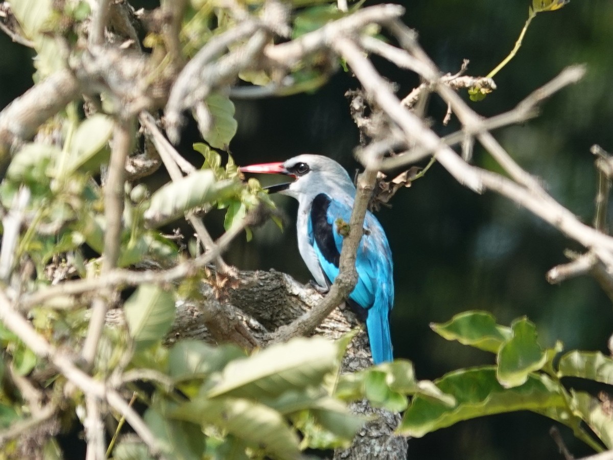 Woodland Kingfisher - ML643212393