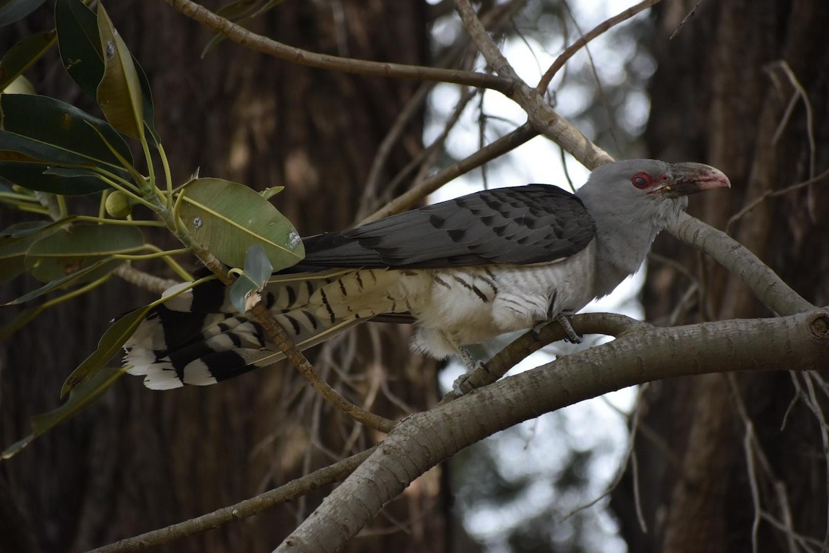 Channel-billed Cuckoo - ML643212405