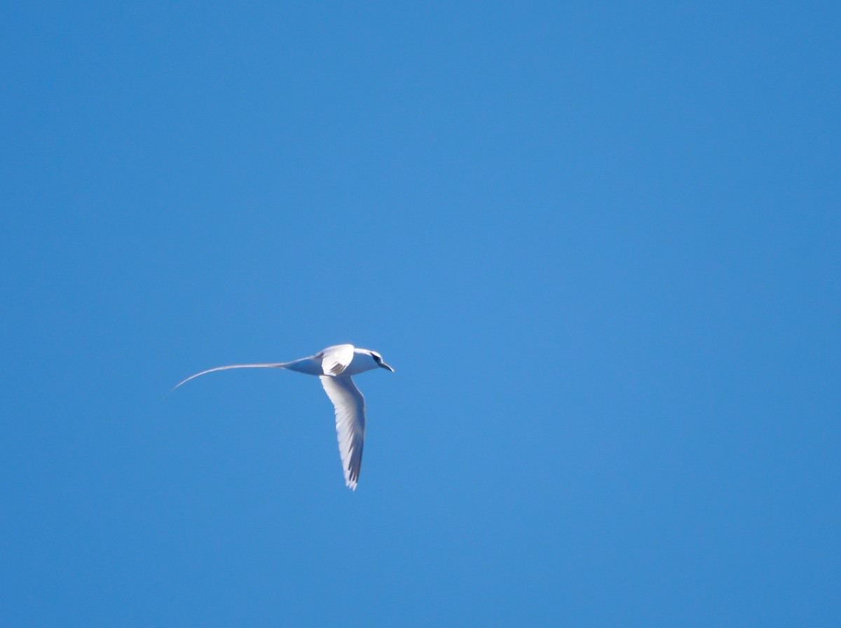 White-tailed Tropicbird (Pacific) - ML643212408