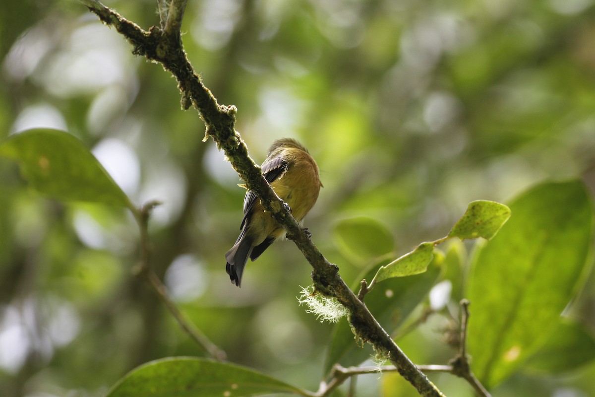 Tufted Flycatcher - ML643212409