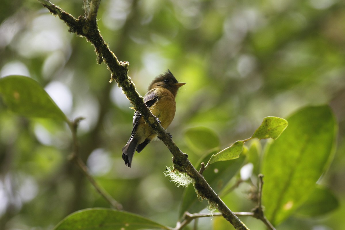 Tufted Flycatcher - ML643212410