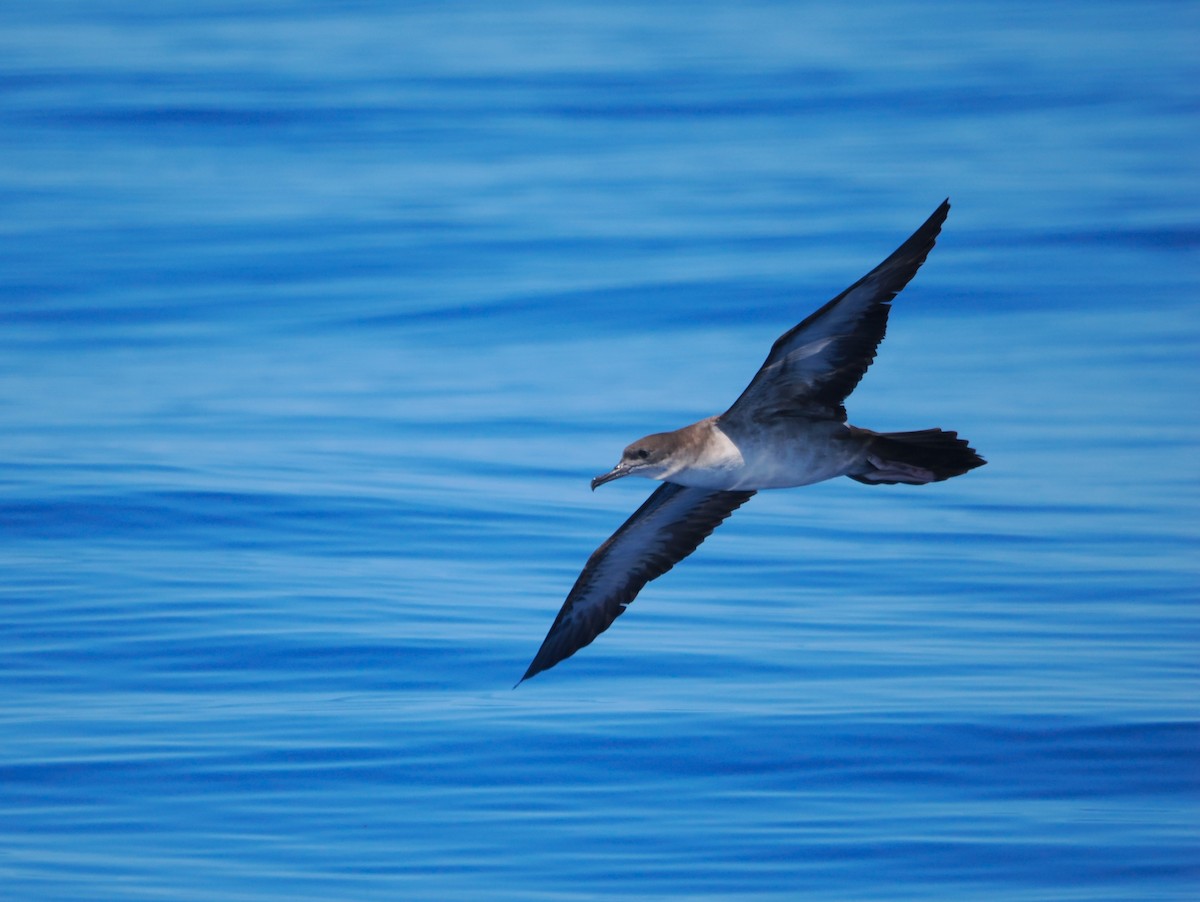 Wedge-tailed Shearwater - ML643212421