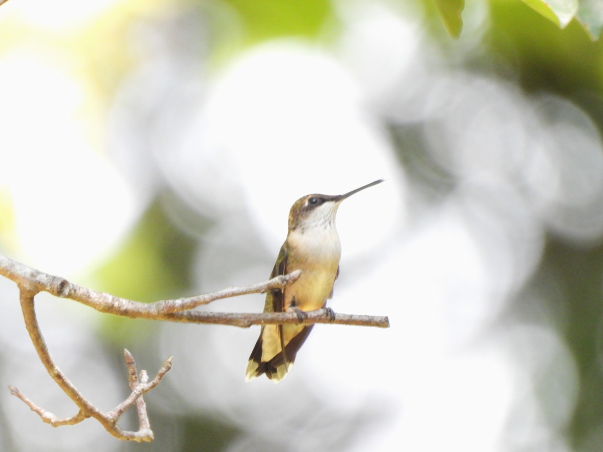 Ruby-throated Hummingbird - ML643212427