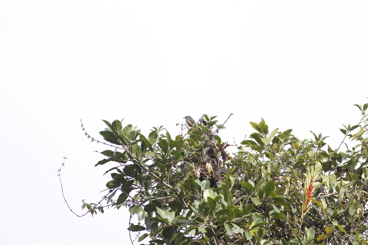 Band-backed Wren - ML643212430