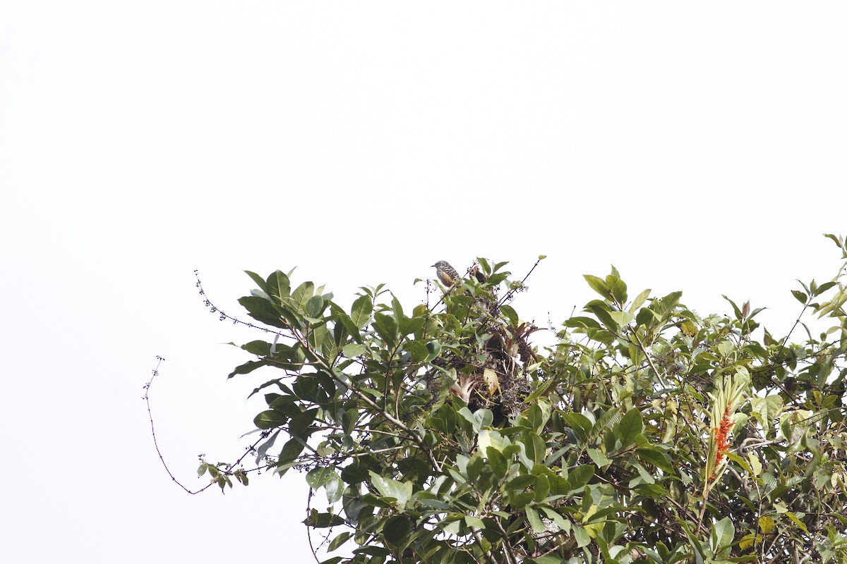 Band-backed Wren - ML643212431