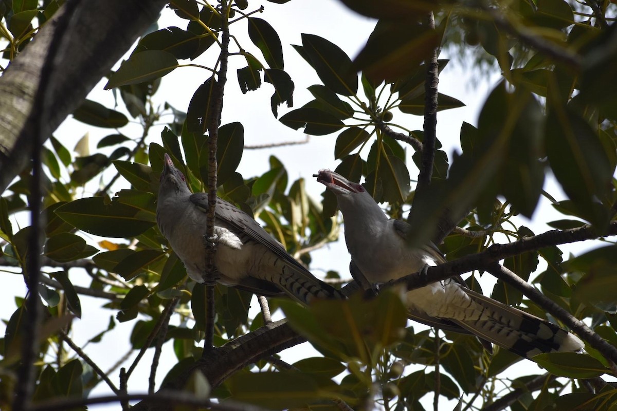 Channel-billed Cuckoo - ML643212459