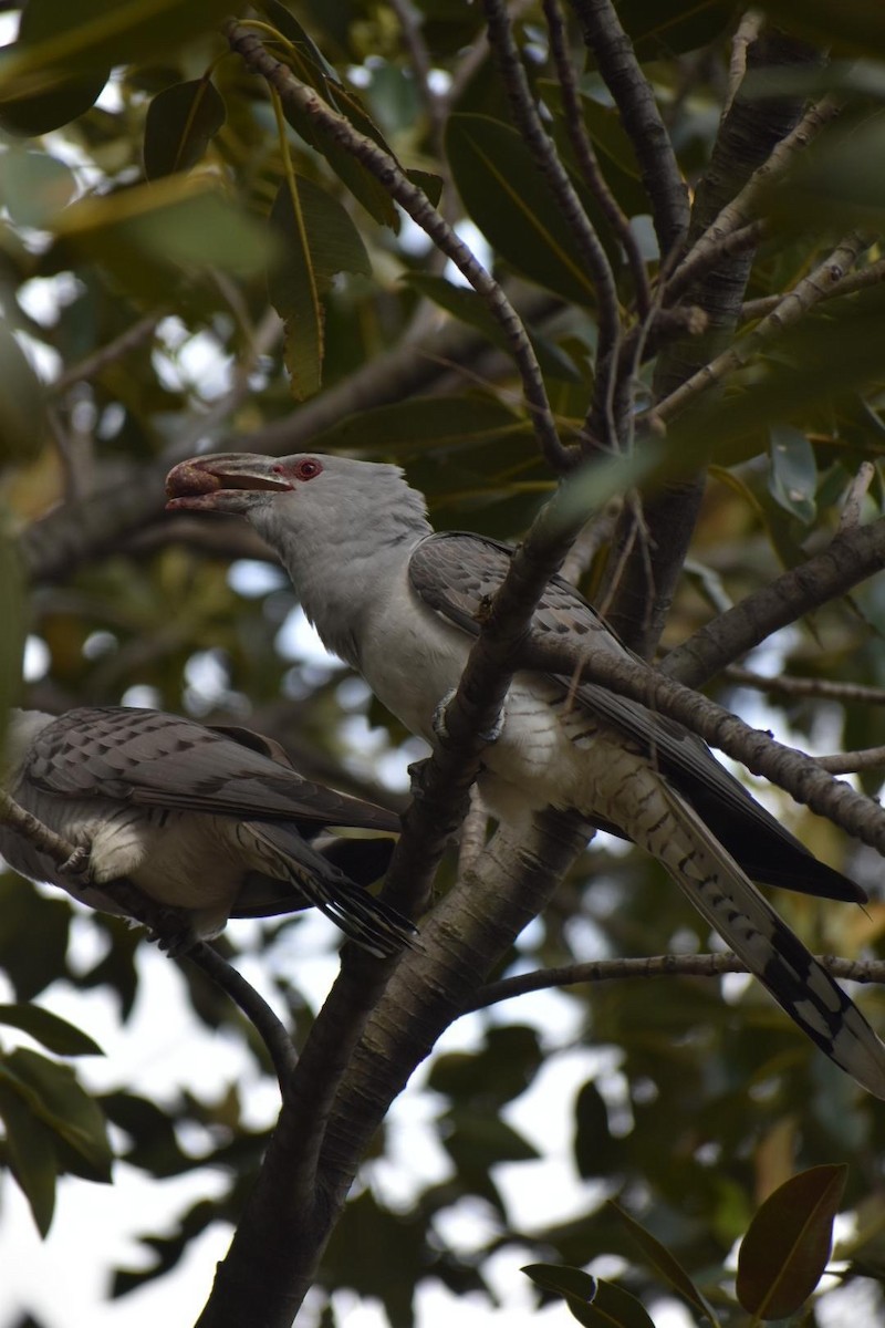 Channel-billed Cuckoo - ML643212460