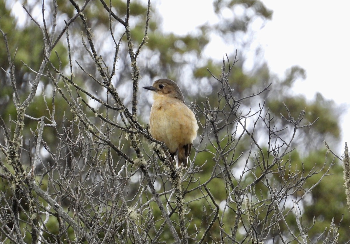 Tawny Antpitta - ML643212479