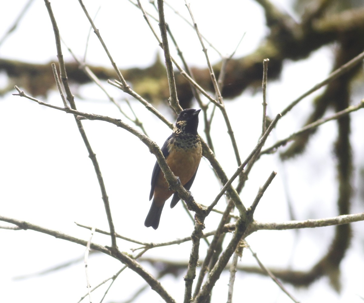 Spangle-cheeked Tanager - ML643212482
