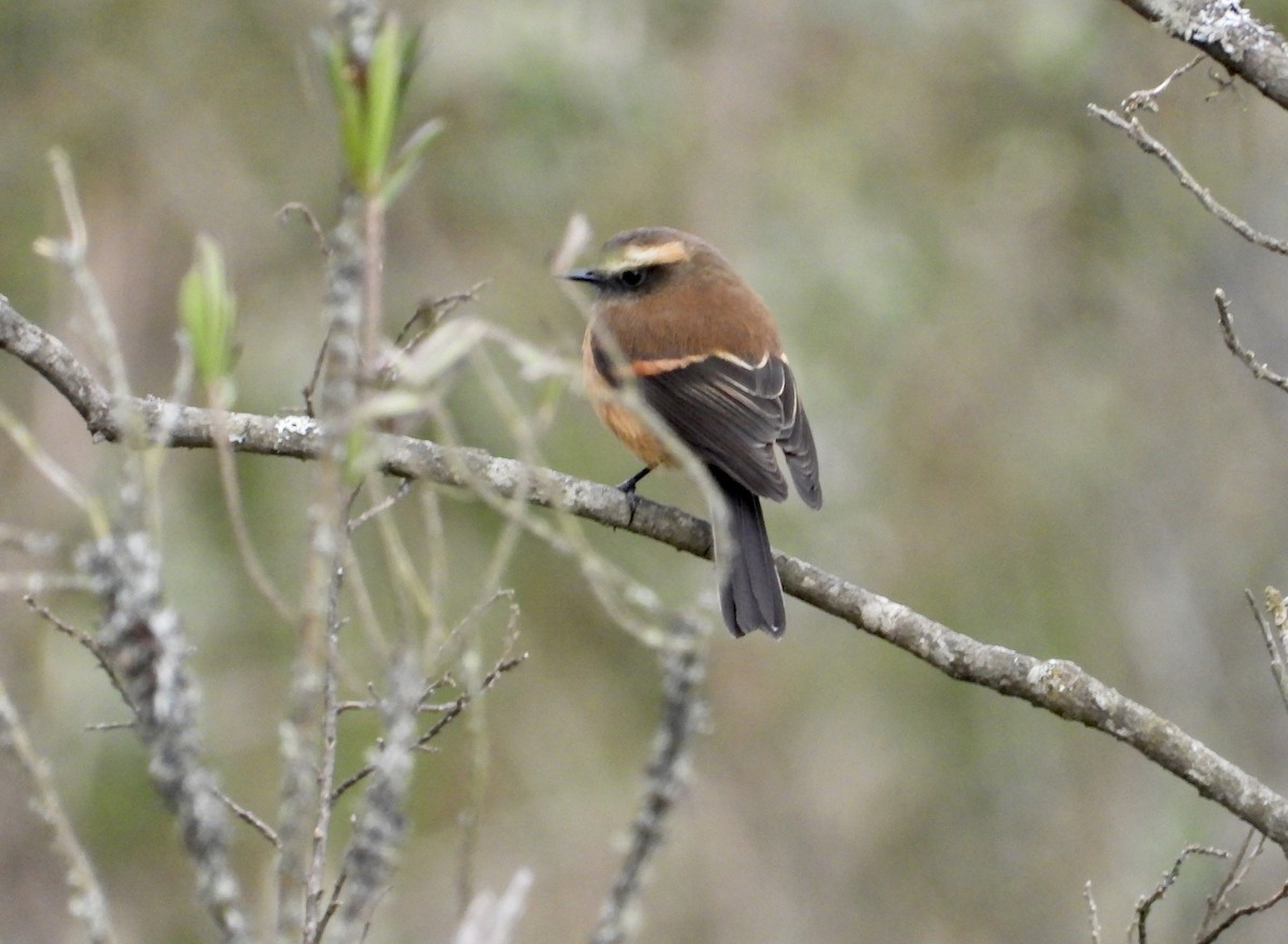Brown-backed Chat-Tyrant - ML643212518
