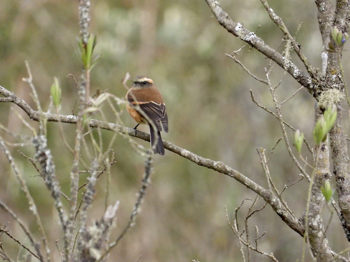 Brown-backed Chat-Tyrant - ML643212519