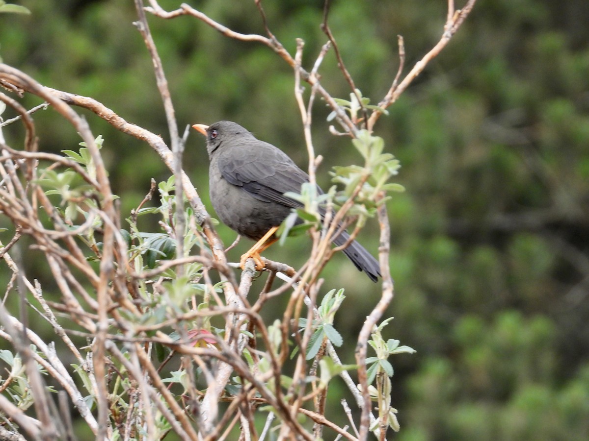 Great Thrush - ML643212524