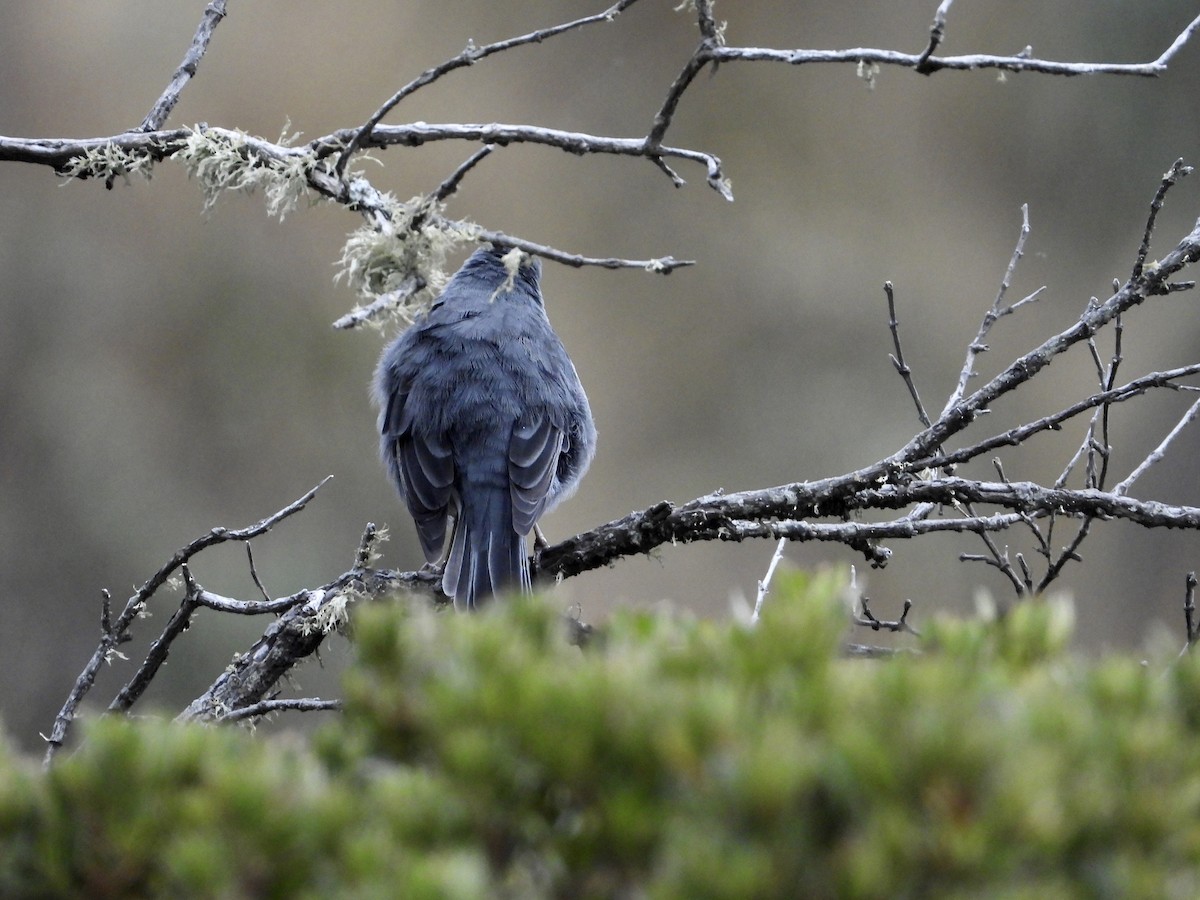 Plumbeous Sierra Finch - ML643212528