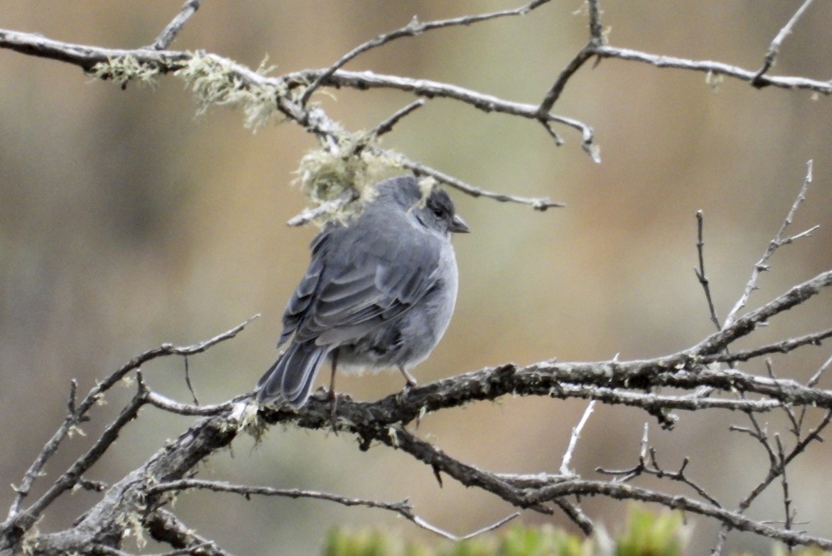 Plumbeous Sierra Finch - ML643212529
