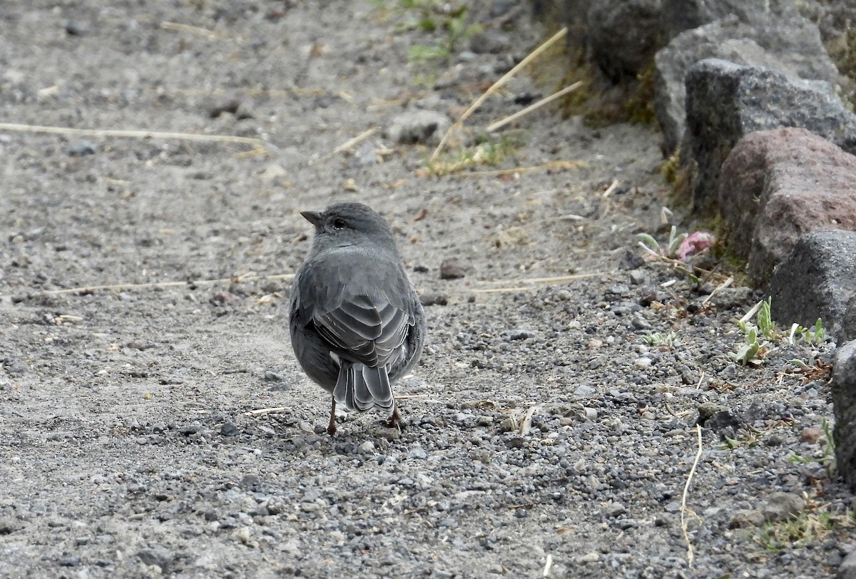 Plumbeous Sierra Finch - ML643212530