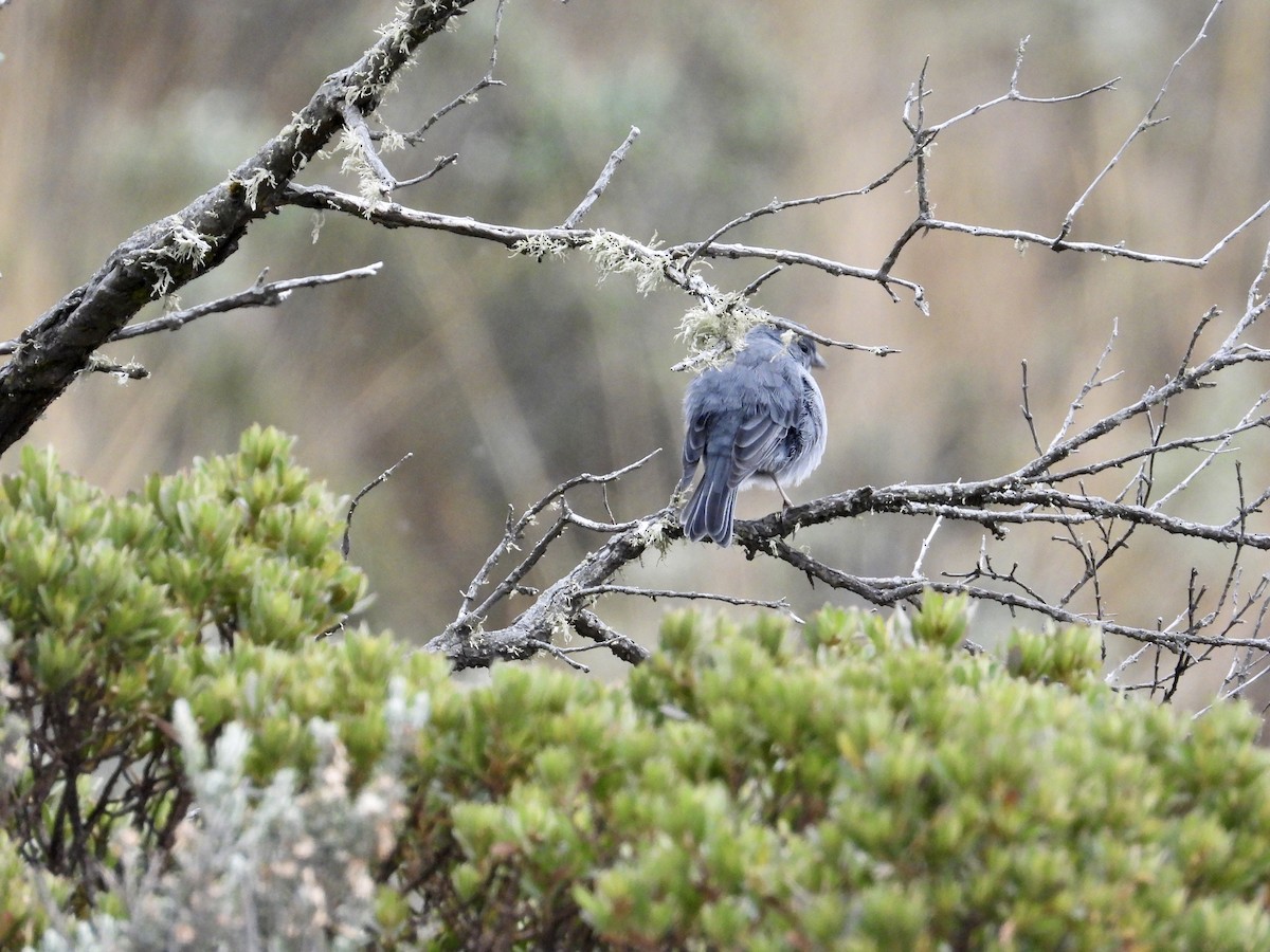 Plumbeous Sierra Finch - ML643212531