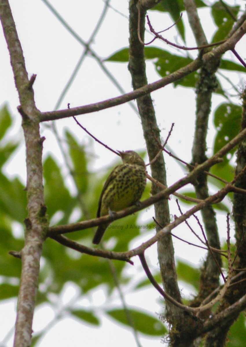 Sharpbill - ML643212549