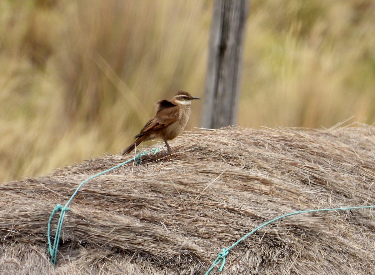 Stout-billed Cinclodes - ML643212578