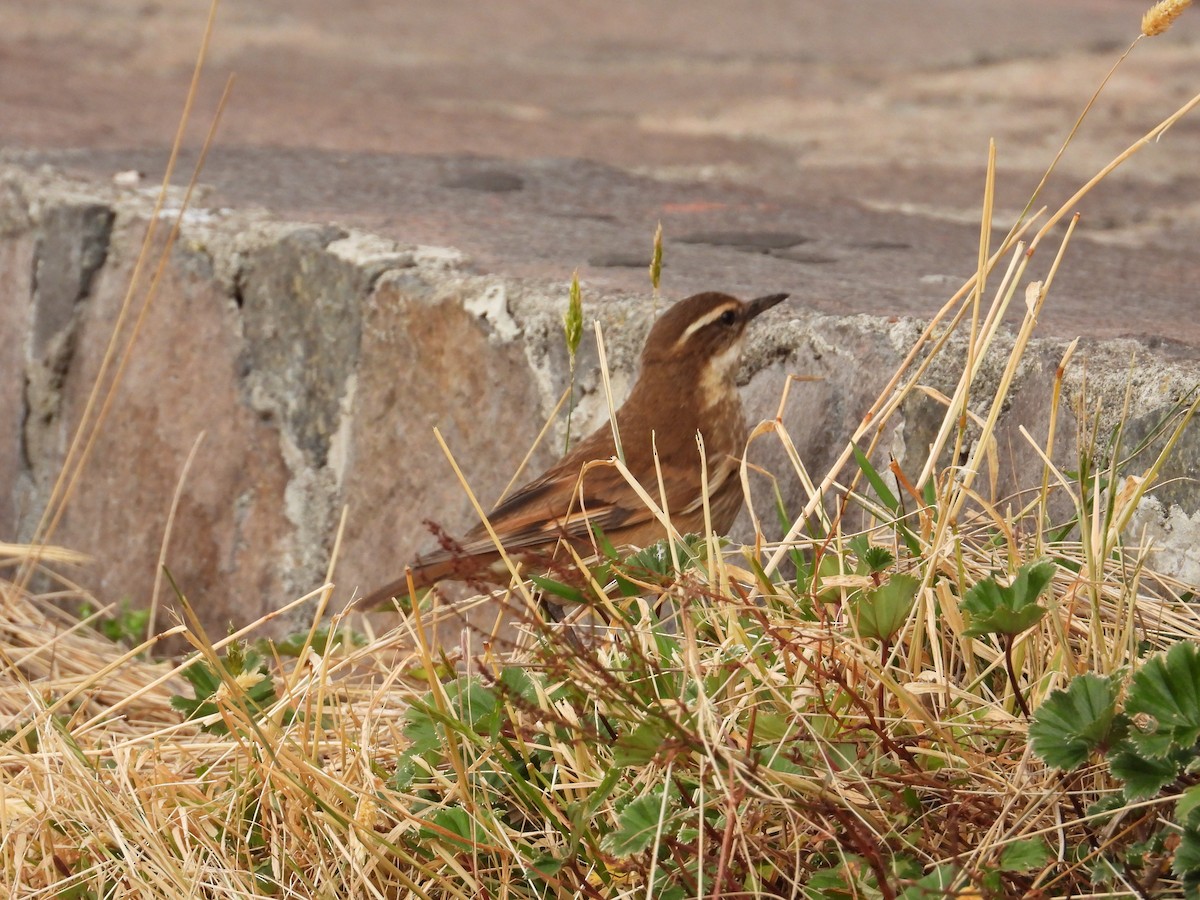 Stout-billed Cinclodes - ML643212579