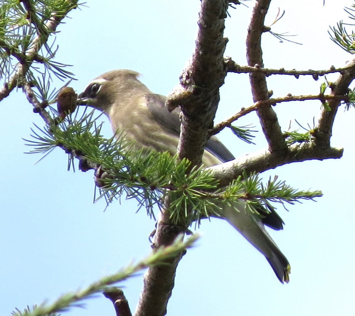 Cedar Waxwing - ML643212586