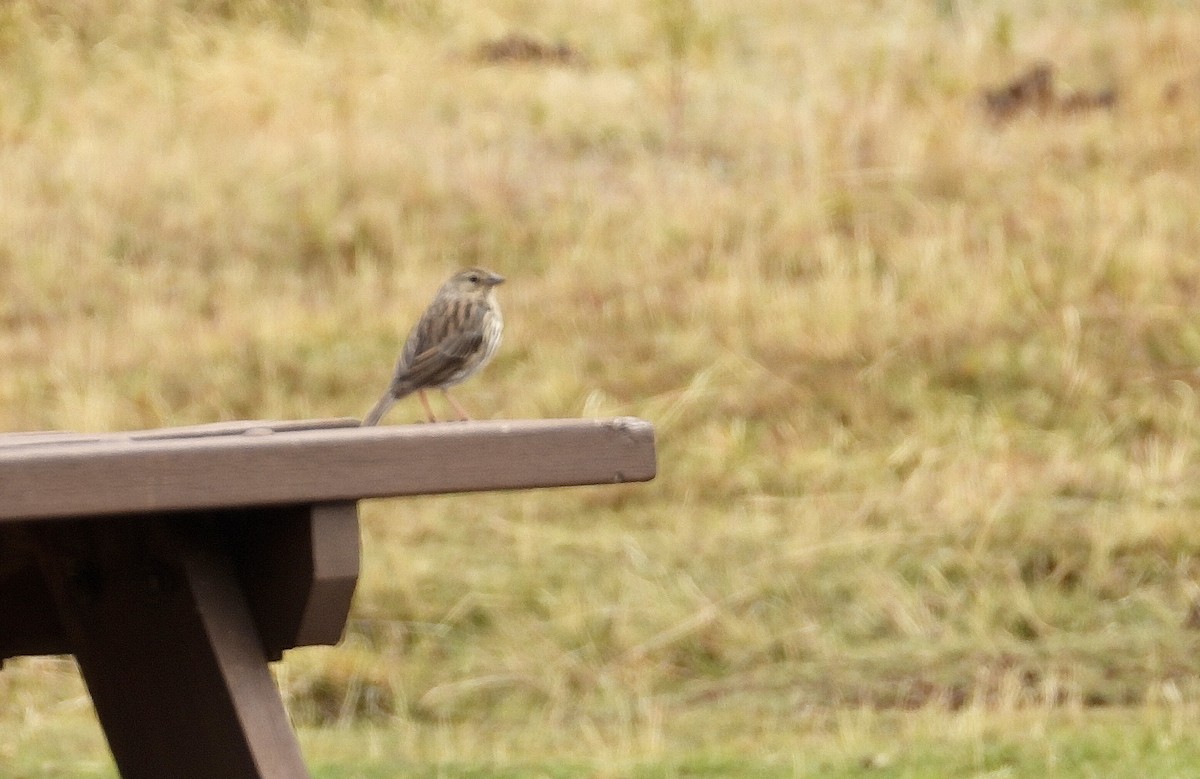 Plumbeous Sierra Finch - ML643212587