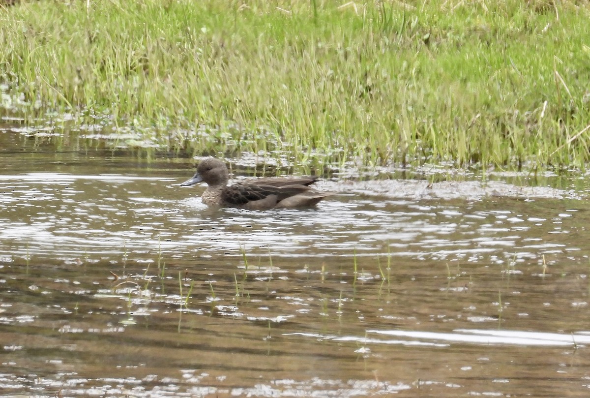 Andean Teal - ML643212593