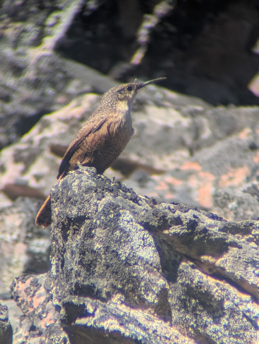 Canyon Wren - ML643212641