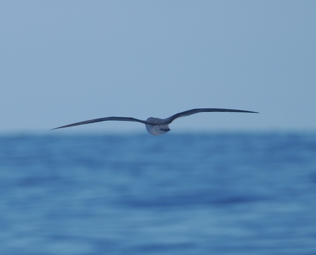 Black-winged Petrel - ML643212660