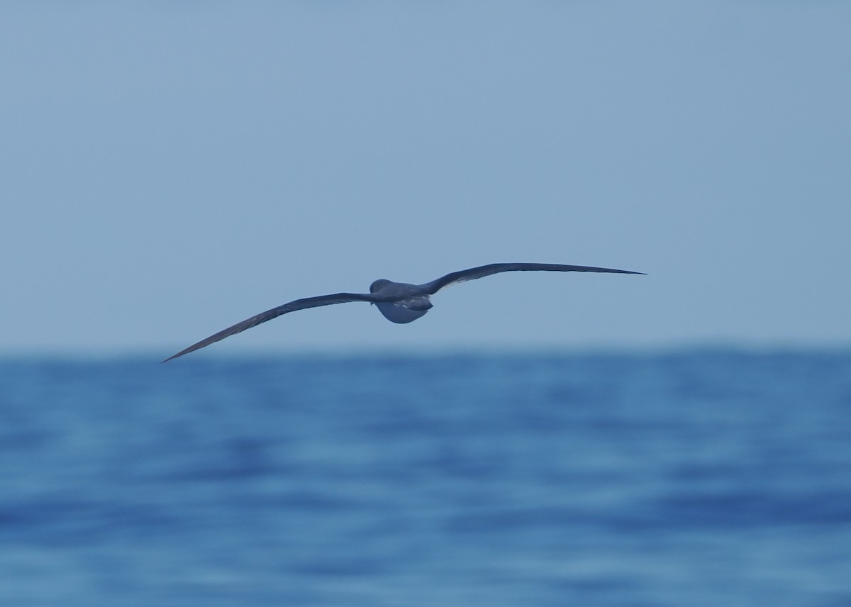 Black-winged Petrel - ML643212662