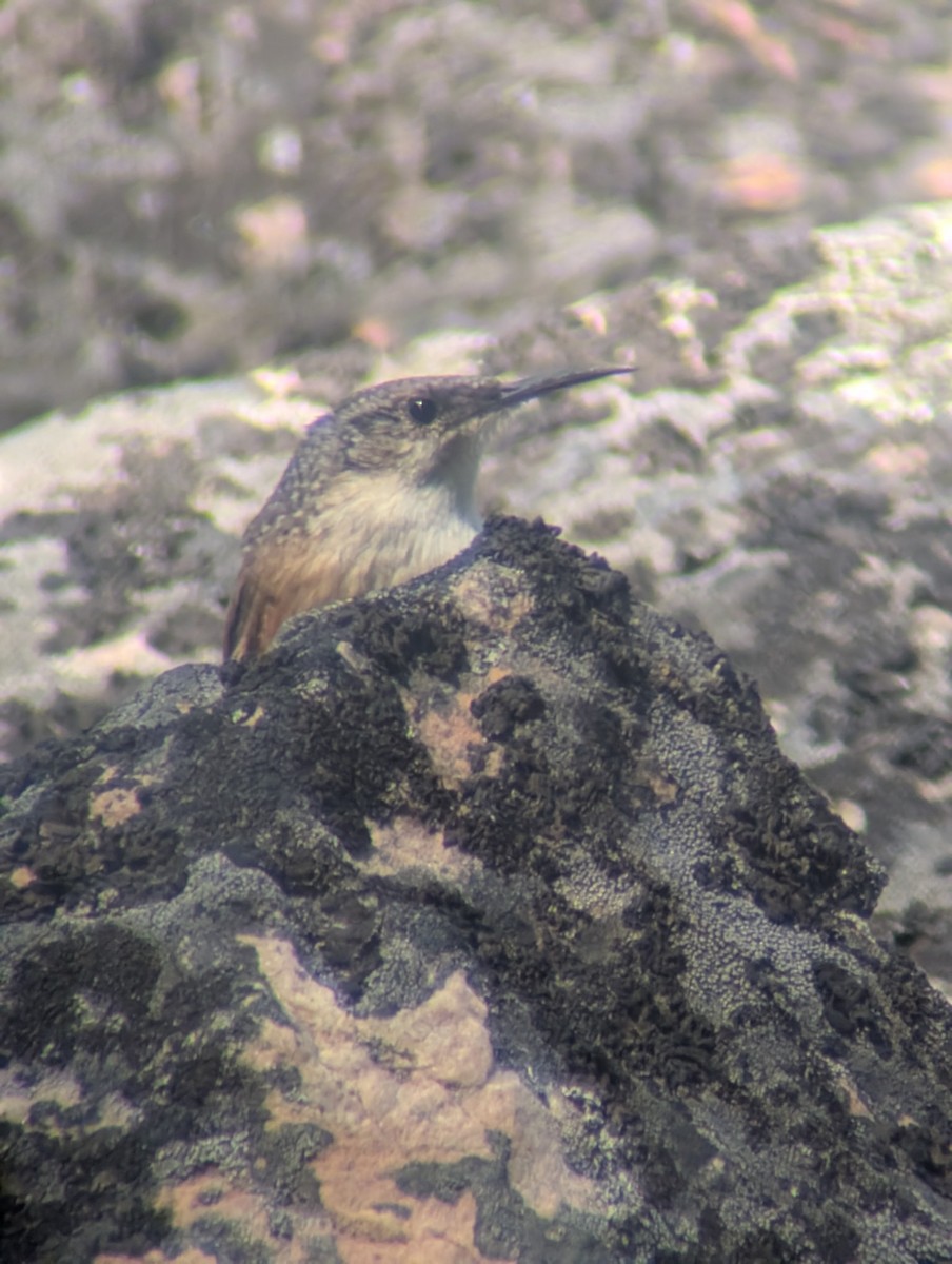 Canyon Wren - ML643212678