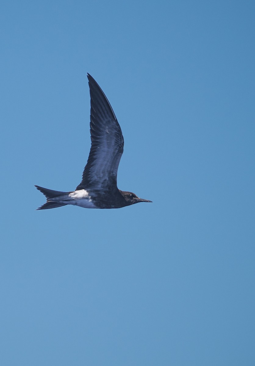 Sooty Tern - ML643212692