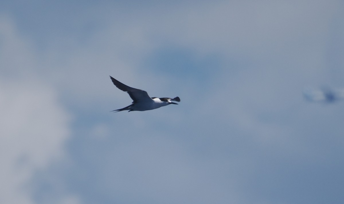 Sooty Tern - ML643212697
