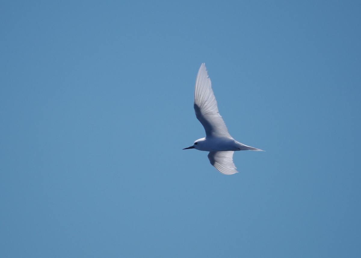 Blue-billed White-Tern - ML643212699
