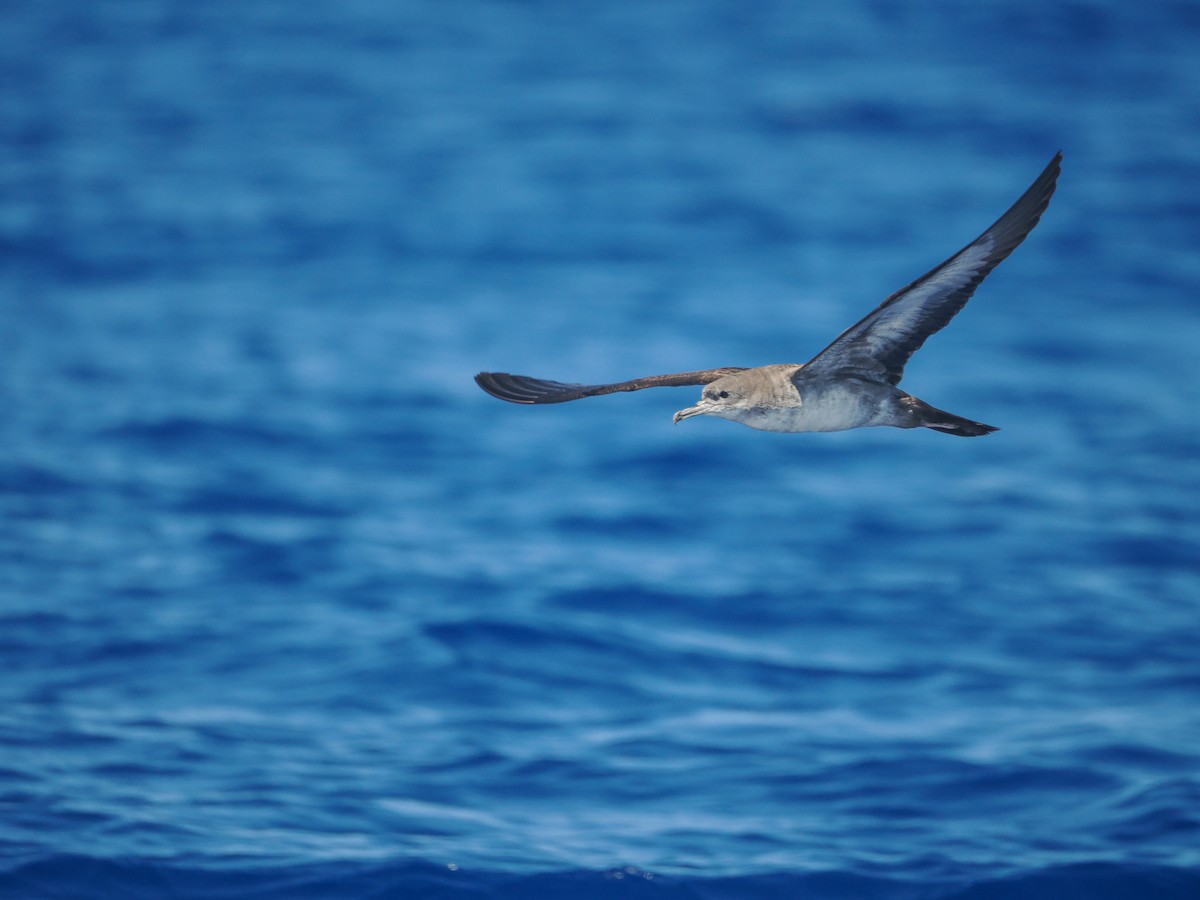 Wedge-tailed Shearwater - ML643212702