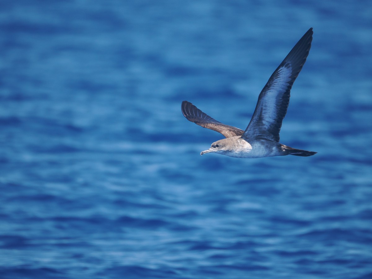 Wedge-tailed Shearwater - ML643212710