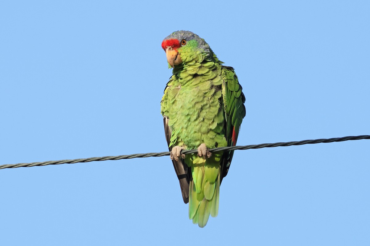 Lilac-crowned Amazon - ML643212716